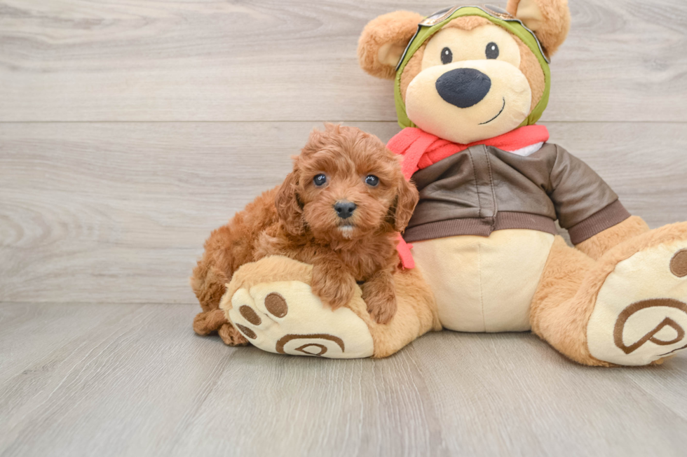 Cute Cavapoo Baby