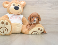 7 week old Cavapoo Puppy For Sale - Florida Fur Babies