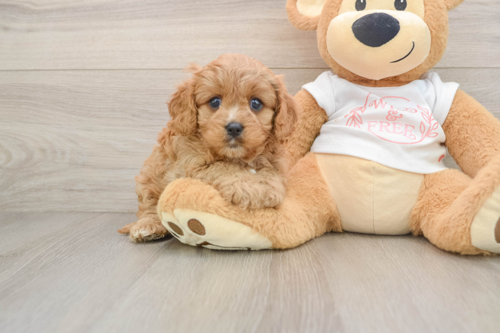 Cavapoo Puppy for Adoption