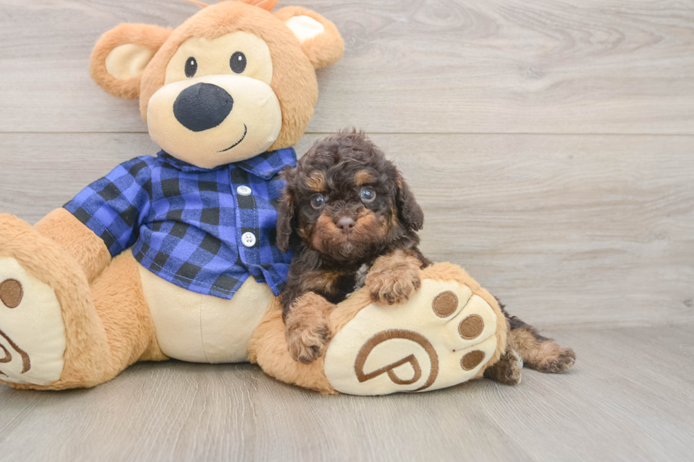 Cute Cavapoo Baby