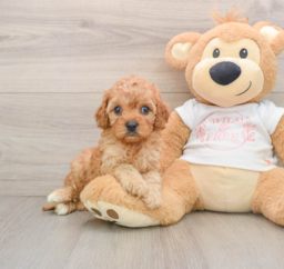 7 week old Cavapoo Puppy For Sale - Florida Fur Babies