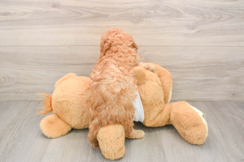 Cavapoo Pup Being Cute