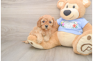 Best Cavapoo Baby