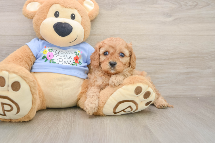 Smart Cavapoo Poodle Mix Pup