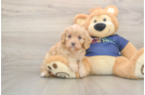 Cavapoo Puppy for Adoption