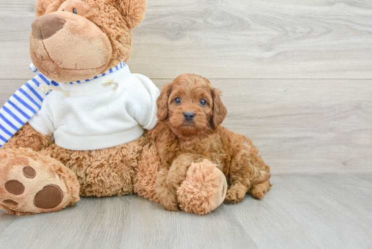 Playful Cavapoodle Poodle Mix Puppy