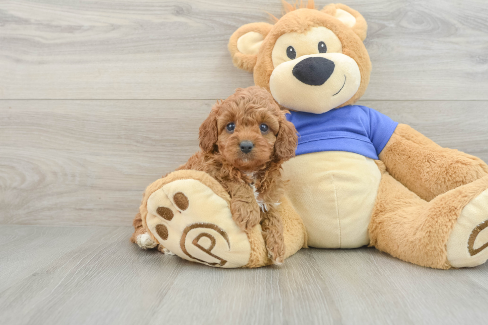 Energetic Cavoodle Poodle Mix Puppy