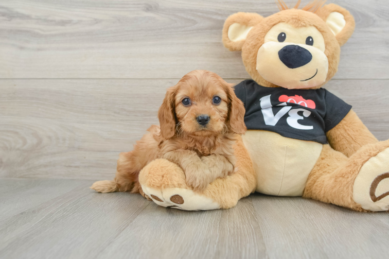 Meet Finley - our Cavapoo Puppy Photo 1/3 - Florida Fur Babies