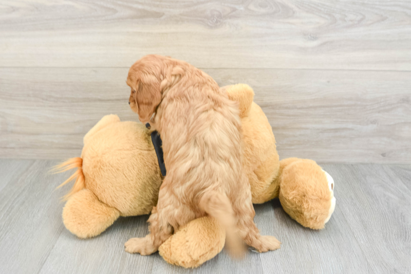 Meet Finley - our Cavapoo Puppy Photo 2/3 - Florida Fur Babies