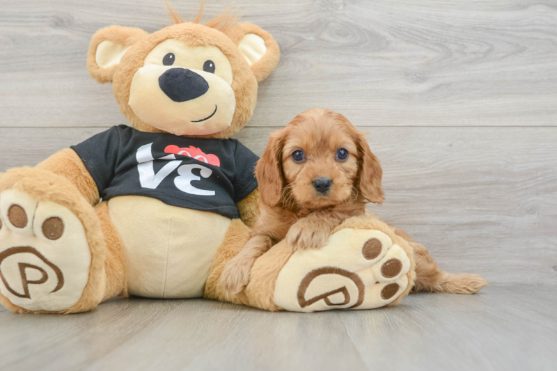 Meet Finley - our Cavapoo Puppy Photo 3/3 - Florida Fur Babies