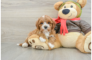 Happy Cavapoo Baby