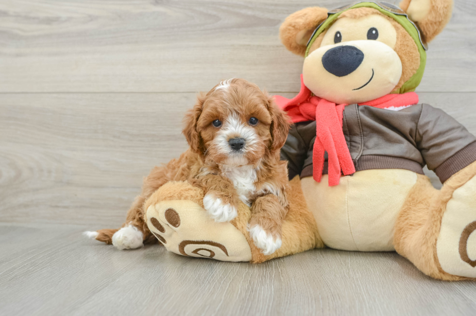 6 week old Cavapoo Puppy For Sale - Florida Fur Babies
