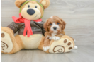 Small Cavapoo Baby