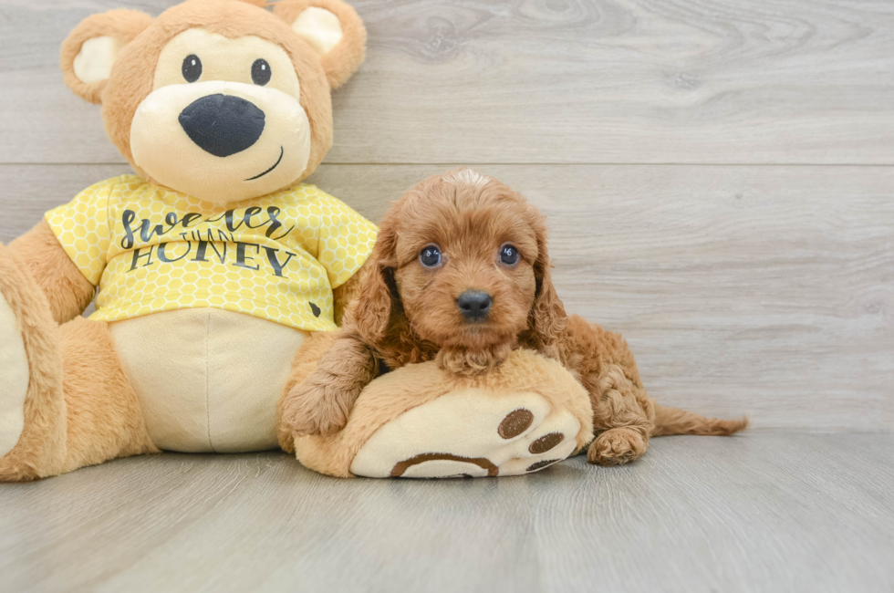 7 week old Cavapoo Puppy For Sale - Florida Fur Babies