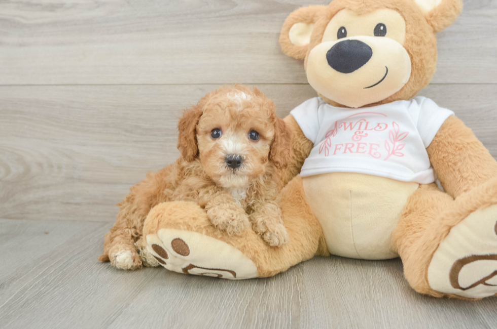 6 week old Cavapoo Puppy For Sale - Florida Fur Babies