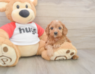 7 week old Cavapoo Puppy For Sale - Florida Fur Babies