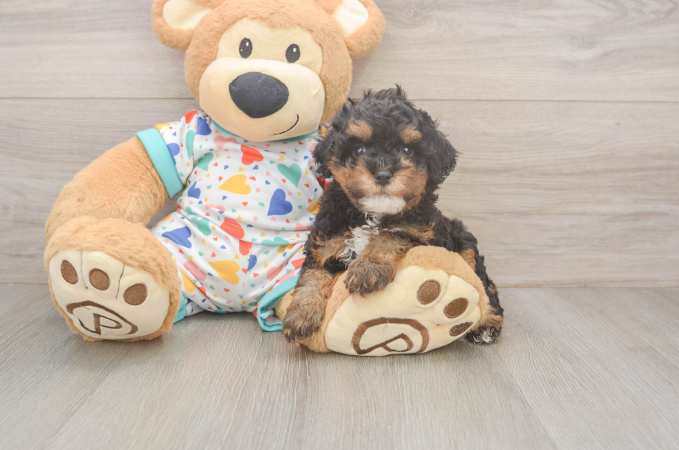 5 week old Cavapoo Puppy For Sale - Florida Fur Babies
