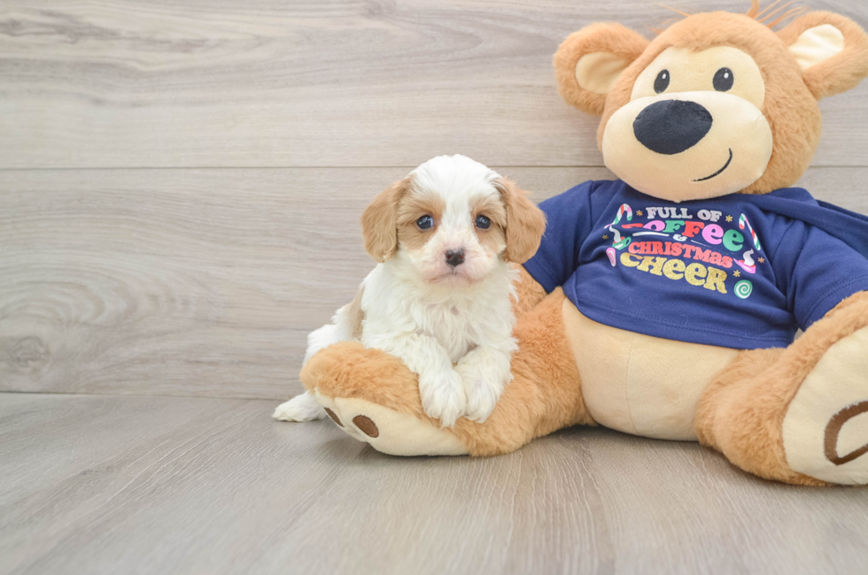 6 week old Cavapoo Puppy For Sale - Florida Fur Babies