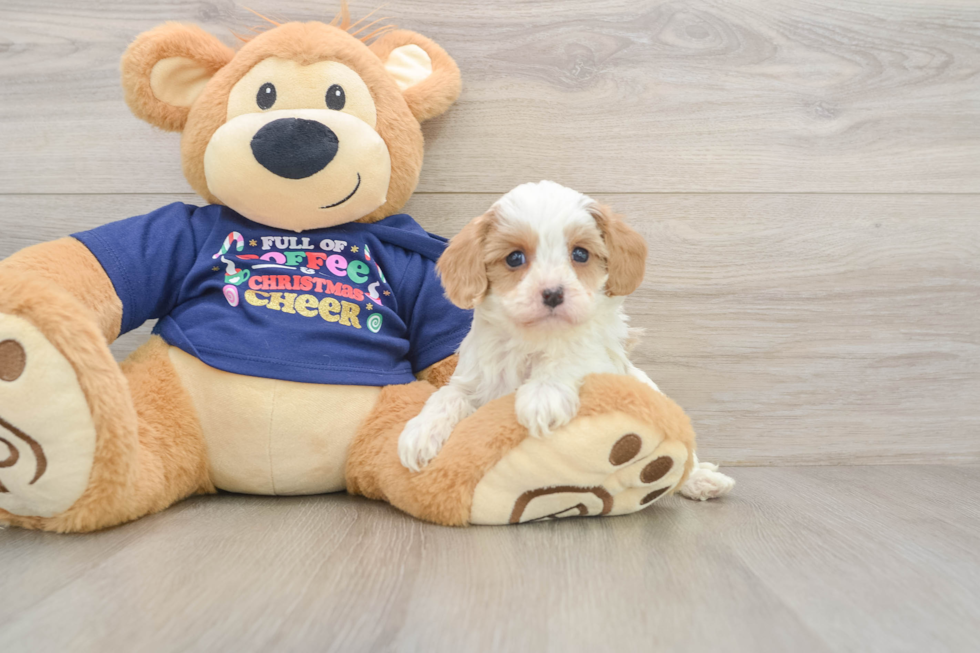 Funny Cavapoo Poodle Mix Pup