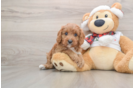 Friendly Cavapoo Baby
