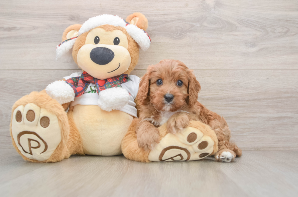 5 week old Cavapoo Puppy For Sale - Florida Fur Babies