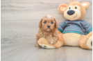 Cavapoo Pup Being Cute