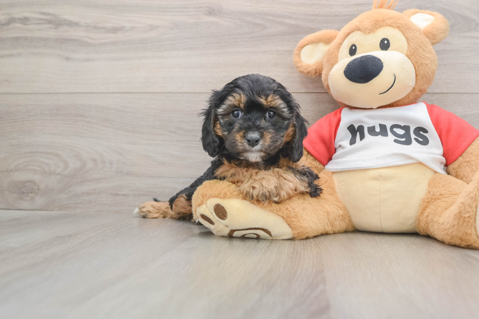 Cavapoo Pup Being Cute