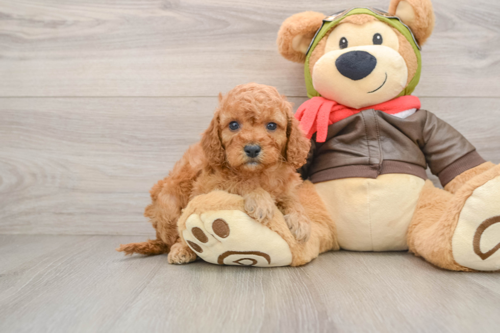 Small Cavapoo Baby