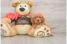 Cavapoo Puppy for Adoption