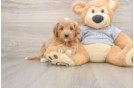 Best Cavapoo Baby