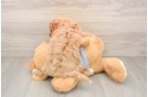 Adorable Cavalier King Charles Spaniel and Poodle Mix Poodle Mix Puppy
