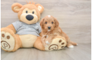Cavapoo Puppy for Adoption