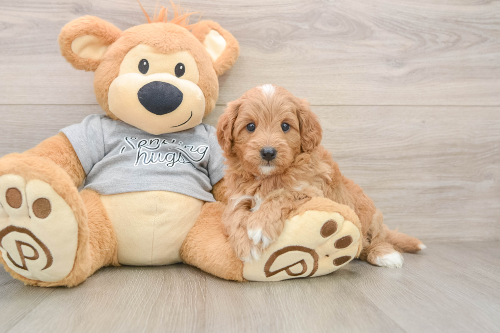 Cavapoo Puppy for Adoption