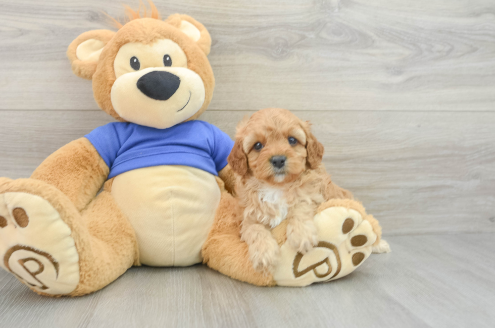 6 week old Cavapoo Puppy For Sale - Florida Fur Babies