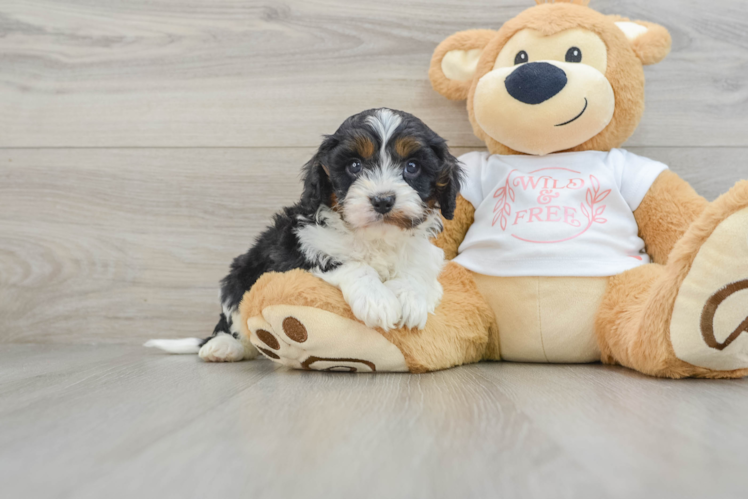 Cavapoo Puppy for Adoption