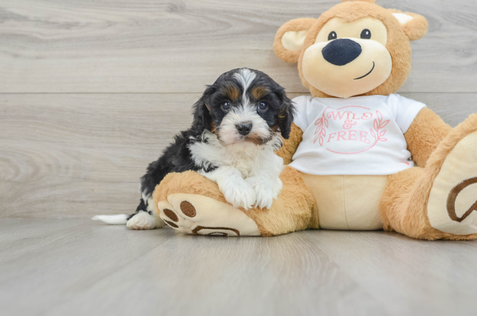 5 week old Cavapoo Puppy For Sale - Florida Fur Babies