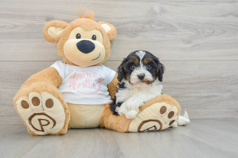 Fluffy Cavapoo Poodle Mix Pup