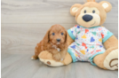 Petite Cavapoo Poodle Mix Pup