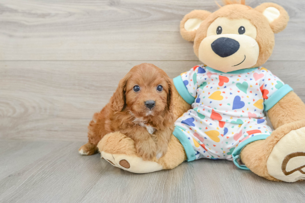 Petite Cavapoo Poodle Mix Pup