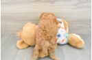 Adorable Cavalier King Charles Spaniel and Poodle Mix Poodle Mix Puppy