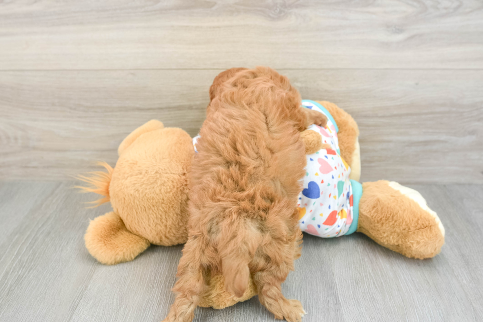 Adorable Cavalier King Charles Spaniel and Poodle Mix Poodle Mix Puppy