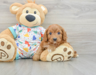 9 week old Cavapoo Puppy For Sale - Florida Fur Babies