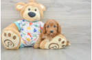Cavapoo Pup Being Cute