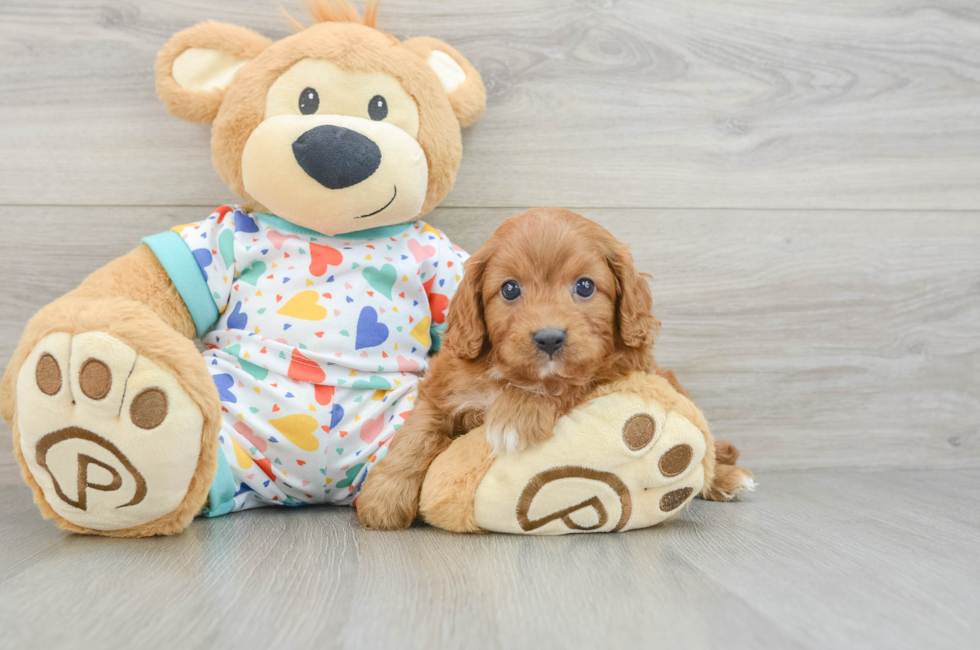 9 week old Cavapoo Puppy For Sale - Florida Fur Babies
