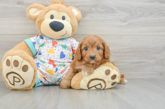 Cavapoo Pup Being Cute