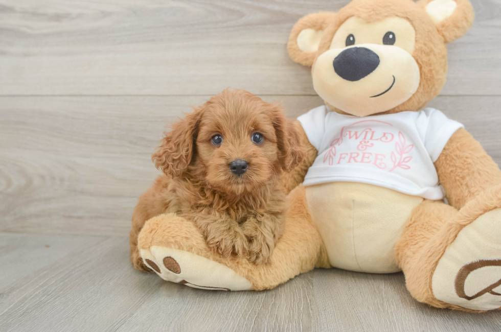 6 week old Cavapoo Puppy For Sale - Florida Fur Babies