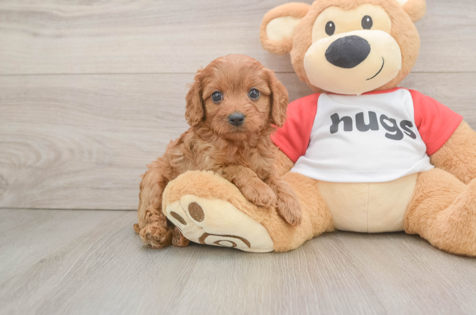 6 week old Cavapoo Puppy For Sale - Florida Fur Babies