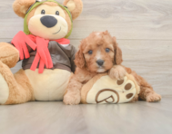7 week old Cavapoo Puppy For Sale - Florida Fur Babies