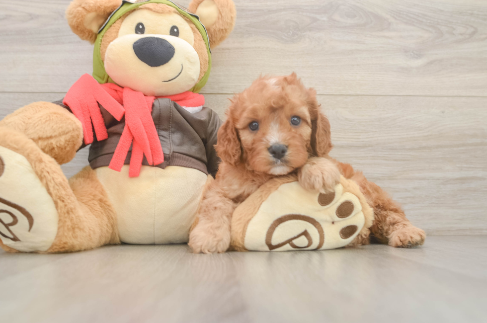 5 week old Cavapoo Puppy For Sale - Florida Fur Babies
