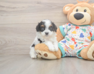 7 week old Cavapoo Puppy For Sale - Florida Fur Babies